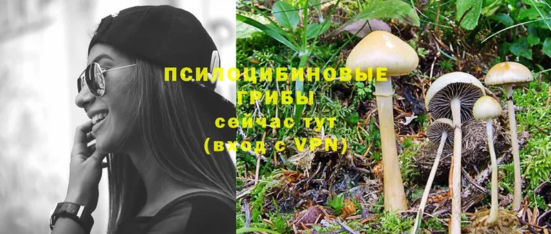 Галлюциногенные грибы Psilocybe  Баксан 